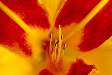 Image showing Daylily (Hemerocallis)