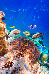 Image showing Tropical Coral Reef.