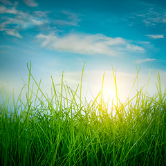 Image showing Spring green grass