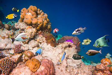 Image showing Tropical Coral Reef.