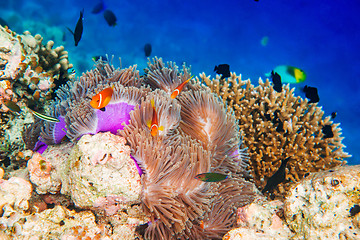 Image showing Anemonefish