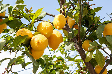 Image showing Lemon tree branch with leaves on blue sky