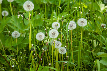 Image showing Dandelions.