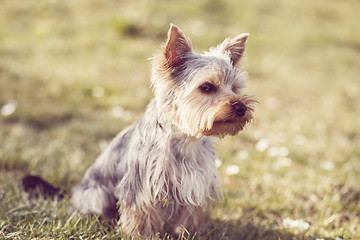 Image showing Cute small yorkshire terrier