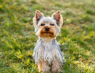 Image showing Cute small yorkshire terrier