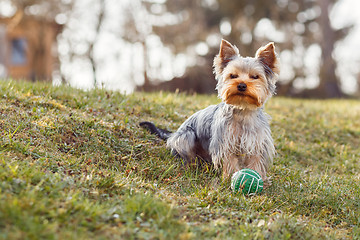Image showing Cute small yorkshire terrier