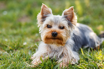 Image showing Cute small yorkshire terrier