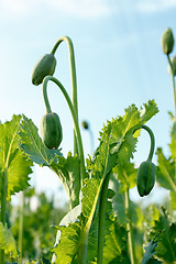 Image showing agriculture poppy field