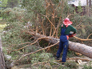 Image showing Woodcutter