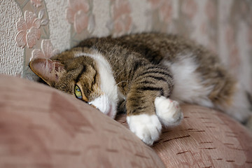 Image showing Sleeping cat