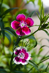 Image showing Carnation.