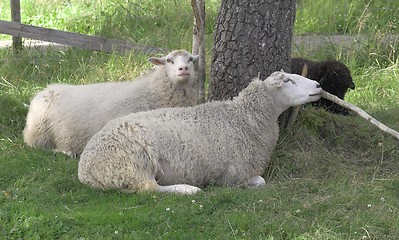 Image showing Sheep