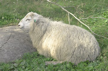 Image showing Sheep