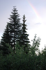 Image showing Rainbow over trees