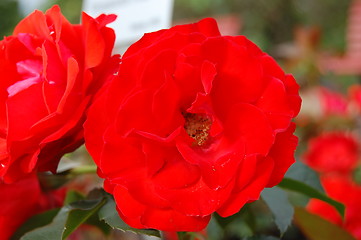 Image showing Bright red rose