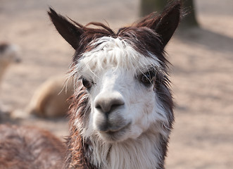 Image showing llama closeup portrait