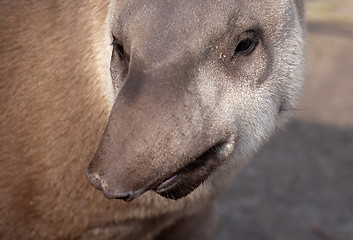 Image showing tapir snout funny portrait