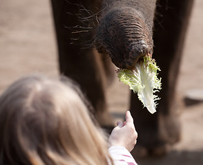 Image showing elephant feeding