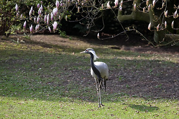 Image showing heron