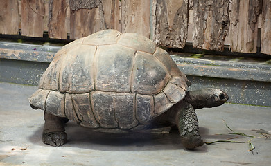 Image showing big Galapagos tortoise