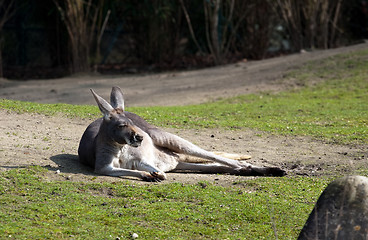 Image showing funny laying kangaroo