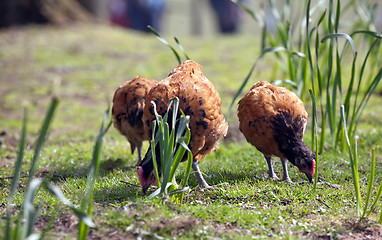 Image showing brown chickens 