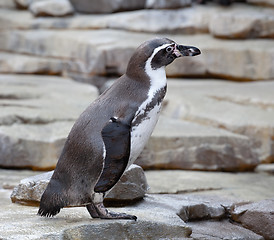 Image showing small penguin