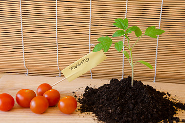 Image showing tomato plant and vegetable with paper card word 