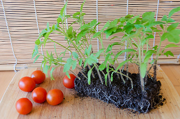 Image showing tomato seedlings in earth and red tomatoes on tray 