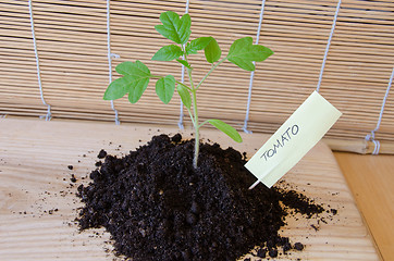 Image showing tomato seedling grow in mound, card with citation 