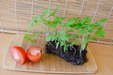 Image showing sprout growing and tomato in half, concept harvest 