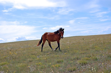 Image showing steppe landscape