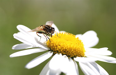 Image showing Summerflower with bie