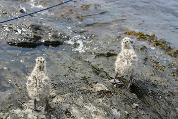 Image showing Walking gulls