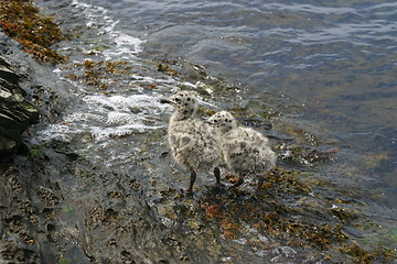 Image showing Walking gulls