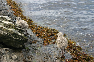 Image showing Walking gulls
