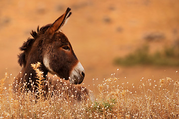 Image showing Donkey