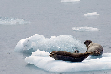 Image showing Seals on Ice