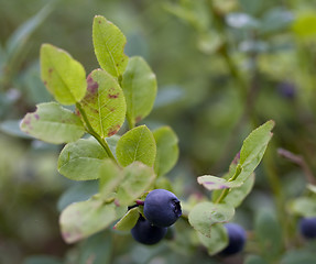 Image showing Blueberry