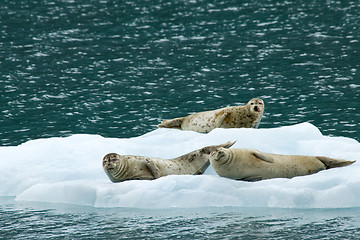 Image showing Happy seals