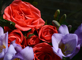 Image showing roses and freesias