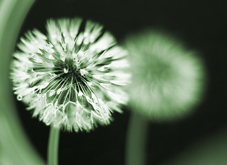 Image showing wet dandelion seedhead