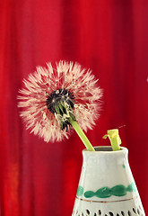 Image showing wet dandelion seedhead