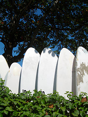 Image showing surfboard windsurf boards in the tropics