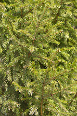 Image showing floral background of spruce branches