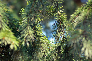 Image showing floral background of spruce branches