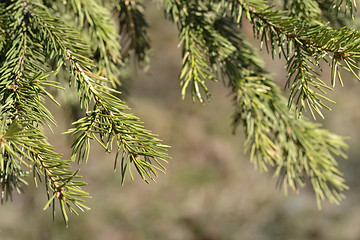 Image showing floral background of spruce branches