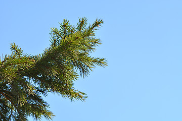 Image showing floral backfloral background of spruce branches and sky