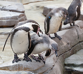 Image showing penguins in the zoo