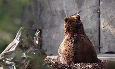 Image showing brown bear back